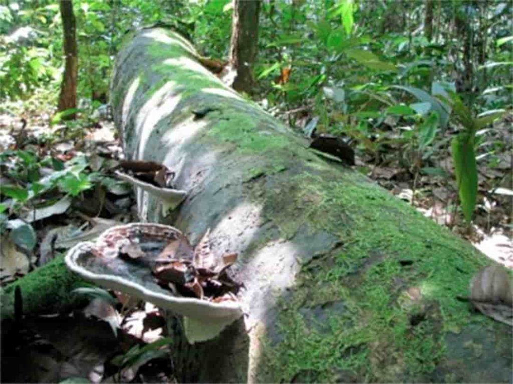 Imagem - tronco de árvore morta na Amazônia peruana